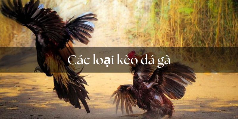 Ba loại phổ biến mà bạn cần nắm rõ khi tham gia soi kèo đá gà 8Kbet