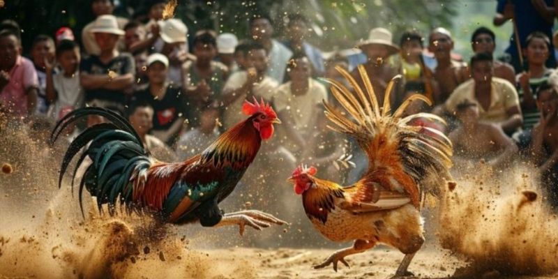 Loại hình cá cược đá gà 8KBET