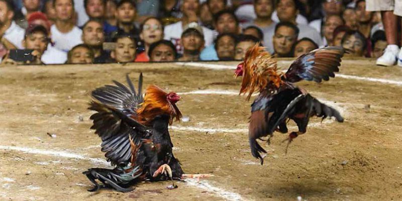 Toplist cá cược đá gà 8KBET nổi bật