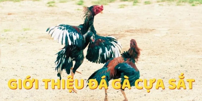 Đá gà cựa sắt 8KBET đảm bảo trải nghiệm hấp dẫn