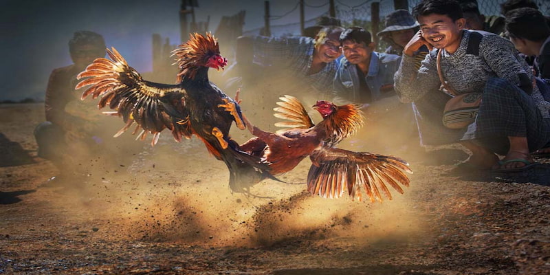 Người chơi mới nên ưu tiên kèo chơi cơ bản