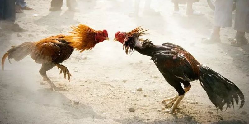 Đá gà cựa sắt