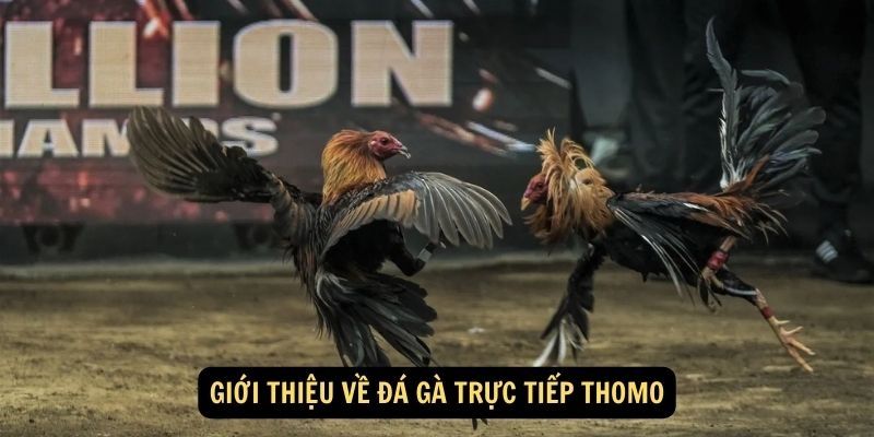 Thông tin về đá gà Thomo 8KBET
