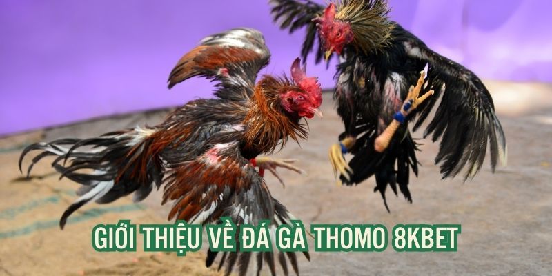 ảnh đại diện đá gà thomo 8kbet