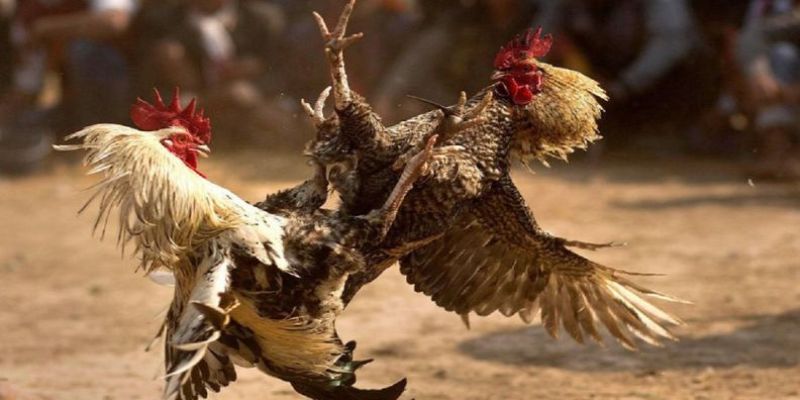 Giới thiệu đôi nét về xem đá gà 8KBET