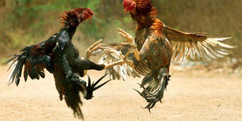 Kinh nghiệm đặt cược thắng lớn khi xem đá gà 8KBET