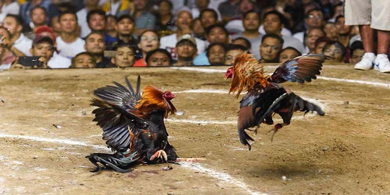 Lưu ý khi chơi đá gà trực tuyến 8kbet