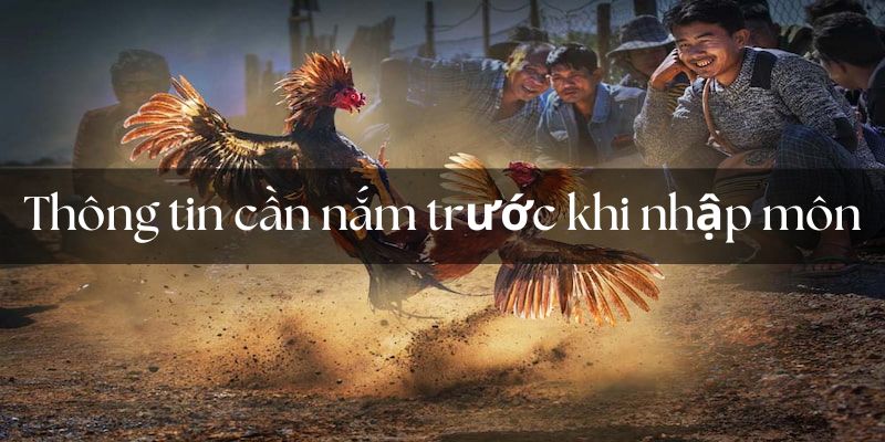 Những thông tin cốt lõi giúp bạn bắt đầu soi kèo đá gà 8Kbet một cách hiệu quả.