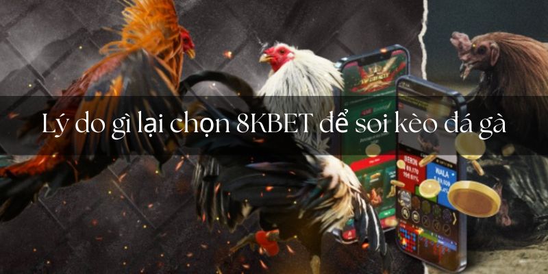 Vô vàn lý do để soi kèo đá gà 8Kbet có thể giữ chân khách hàng